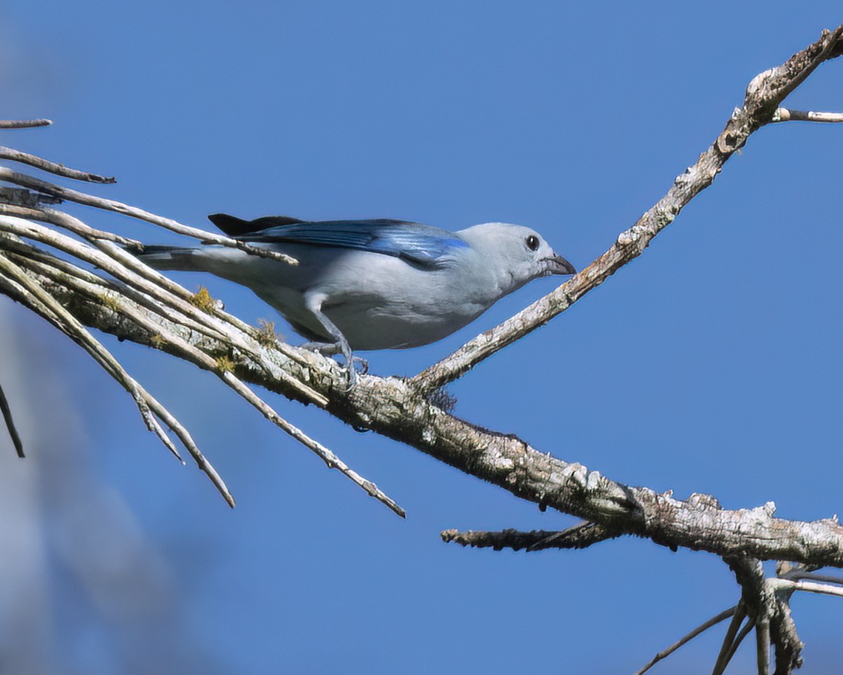 Blue-gray Tanager - ML619046386