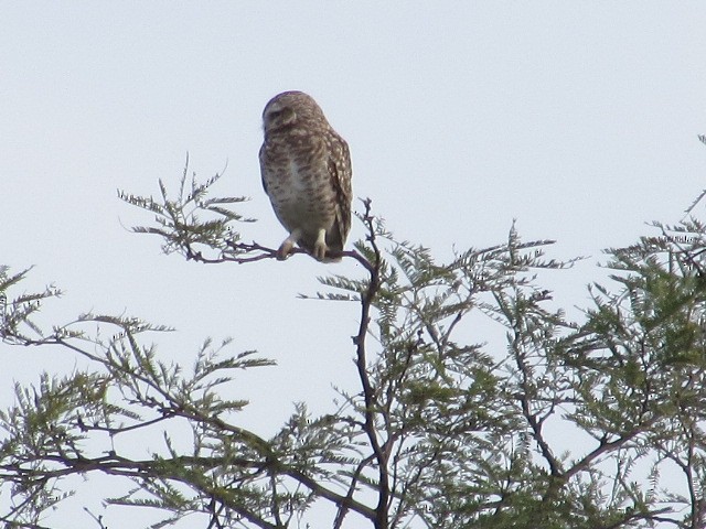 Burrowing Owl - ML619046405