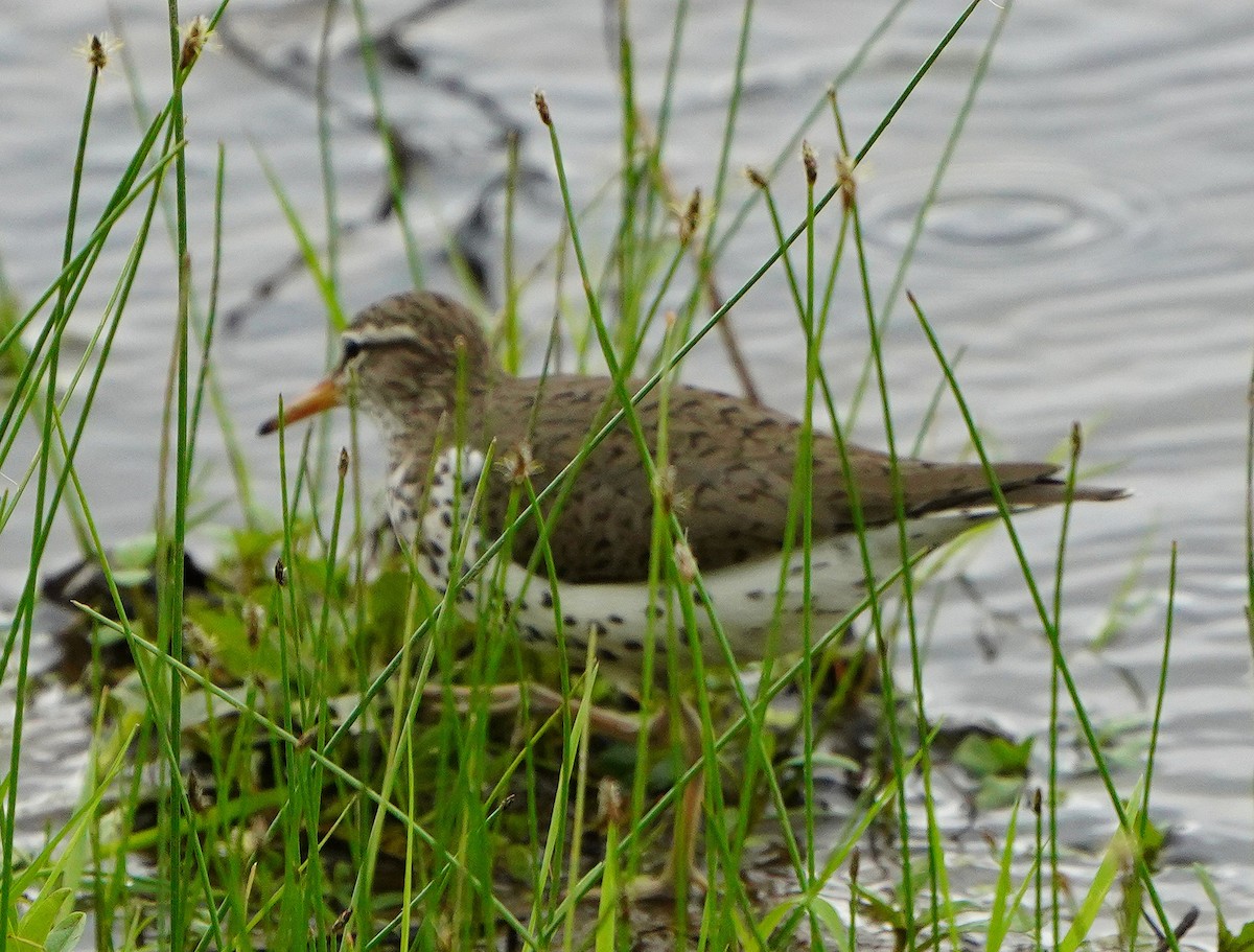 Spotted Sandpiper - Mark McConaughy