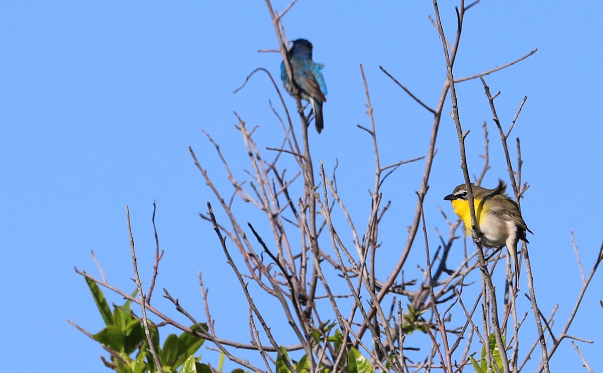Yellow-breasted Chat - ML619046526