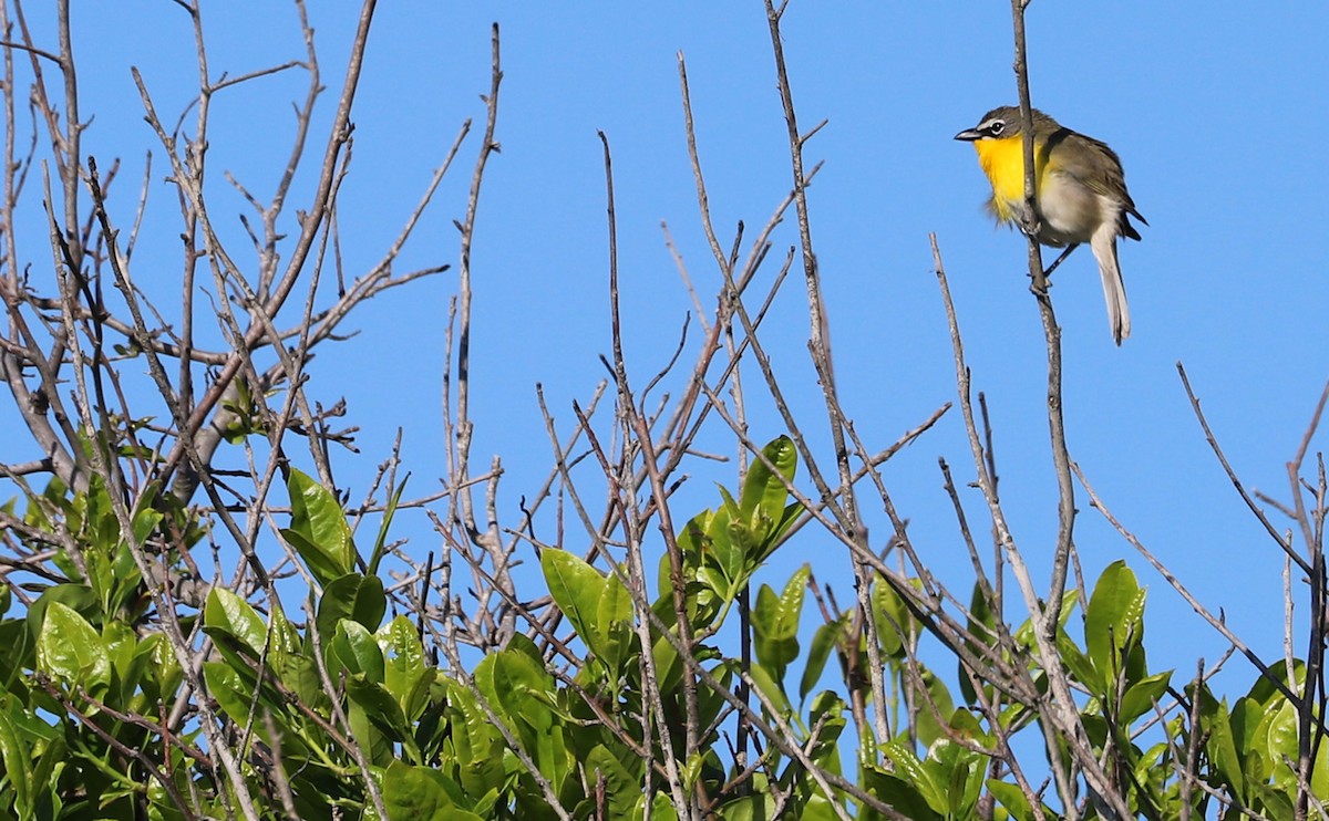 Yellow-breasted Chat - ML619046530