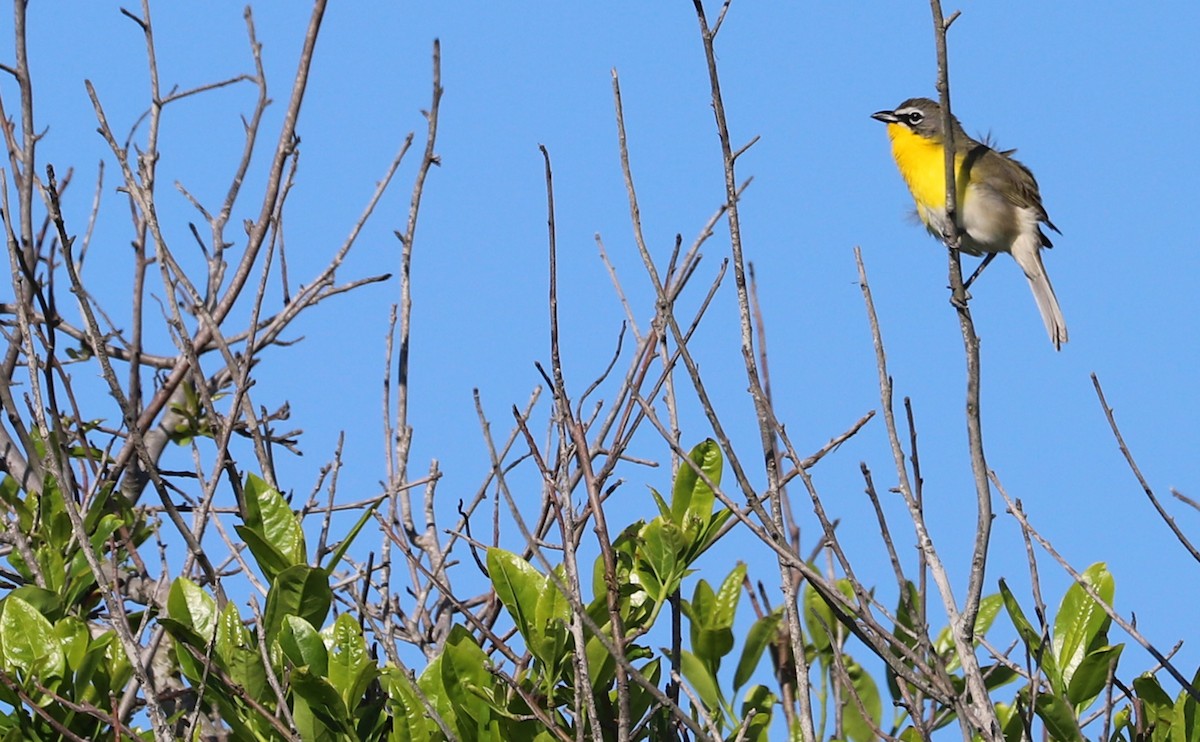 Yellow-breasted Chat - ML619046536