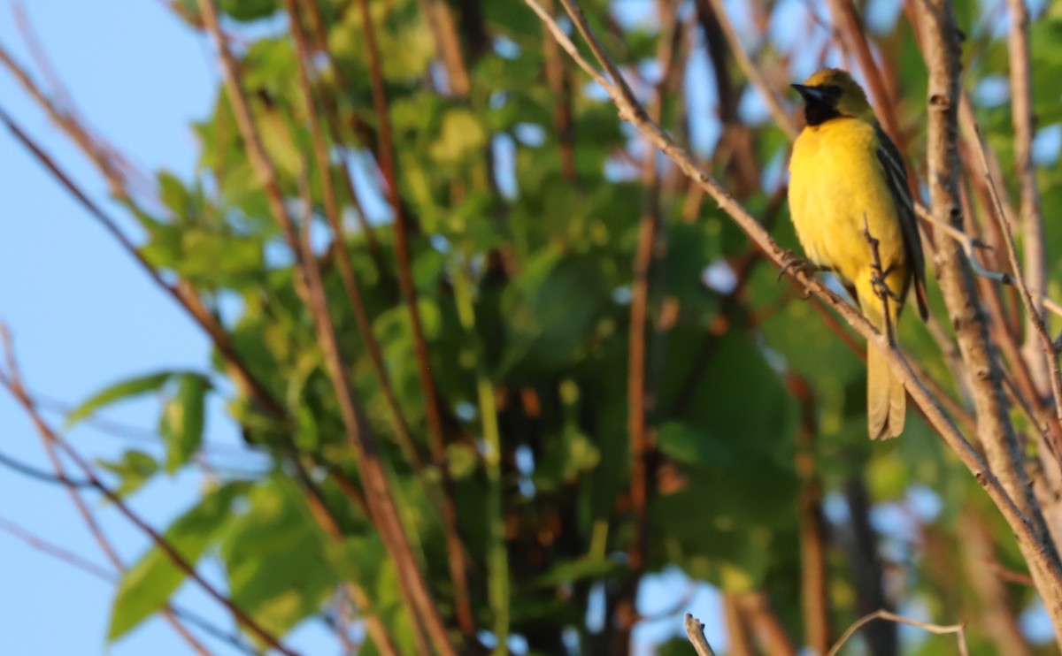 Orchard Oriole - ML619046554