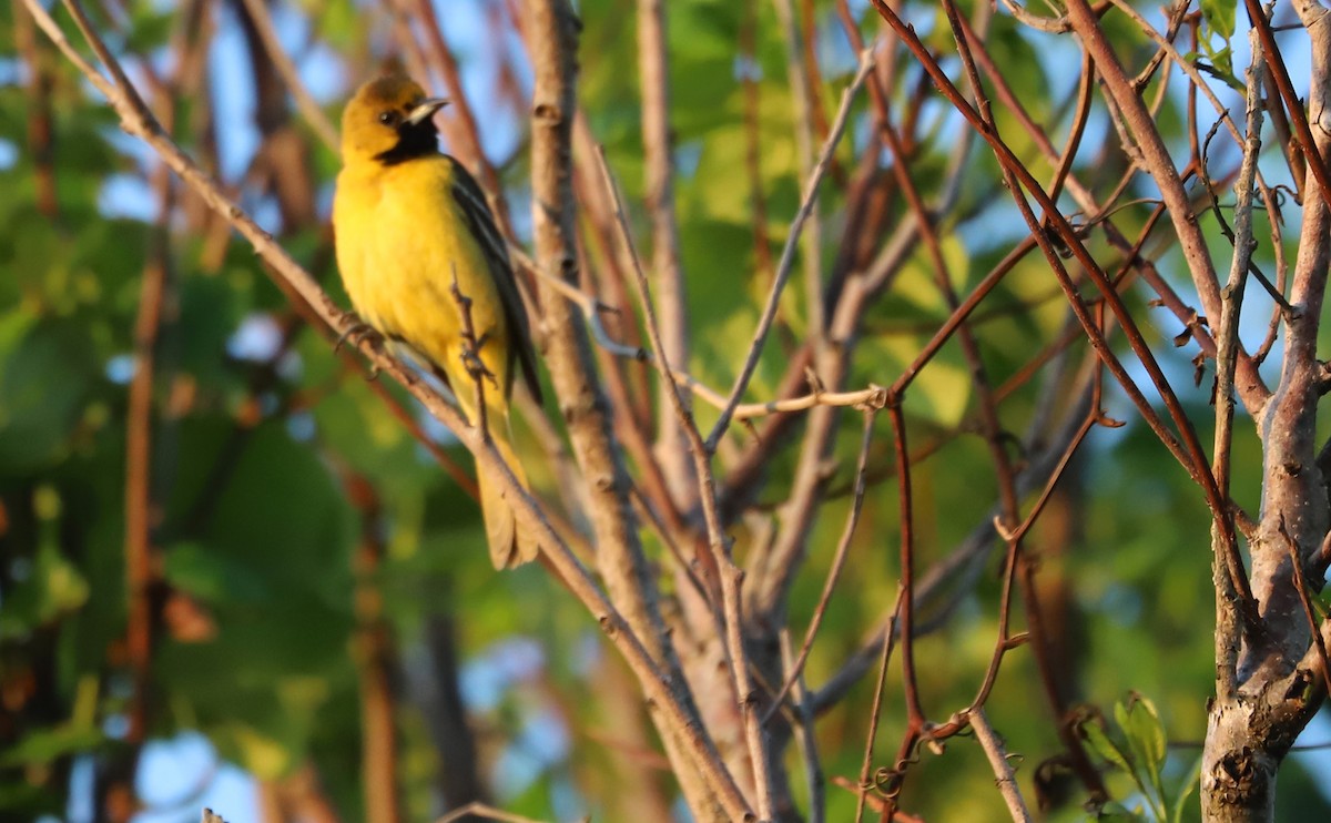 Orchard Oriole - ML619046565
