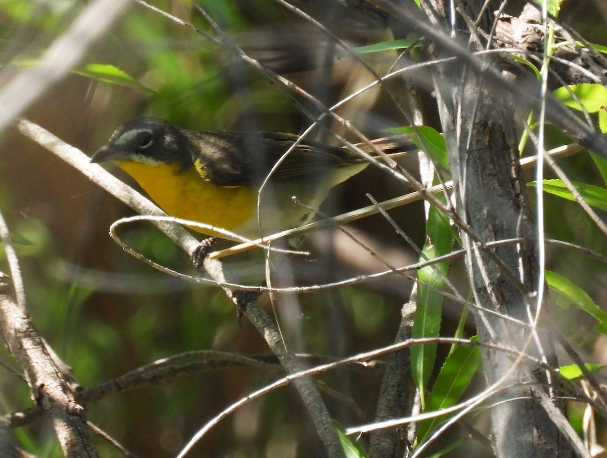 Yellow-breasted Chat - ML619046590