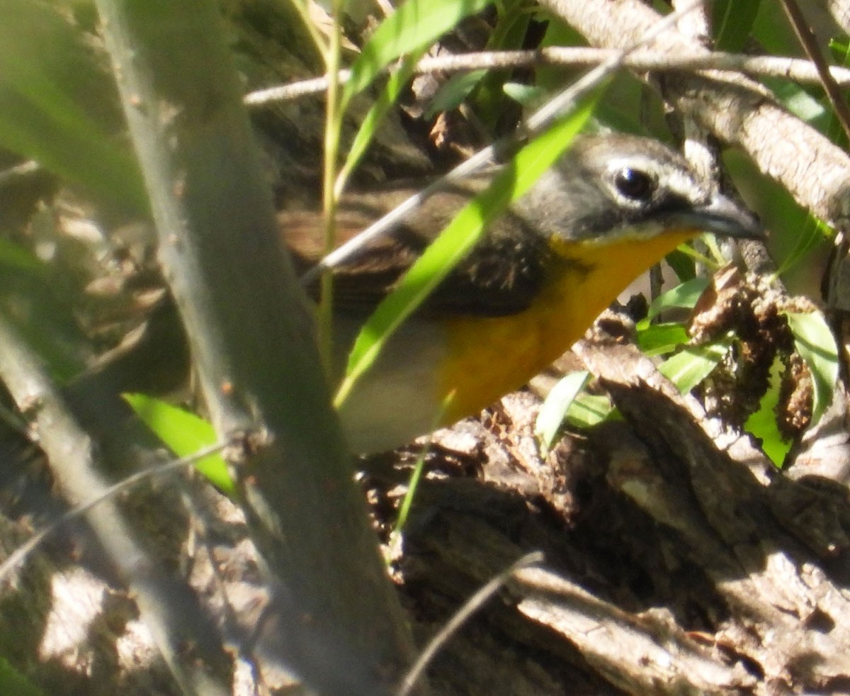 Yellow-breasted Chat - ML619046603