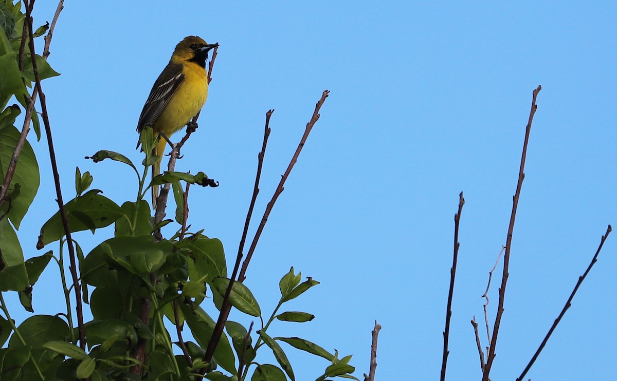 Orchard Oriole - ML619046604