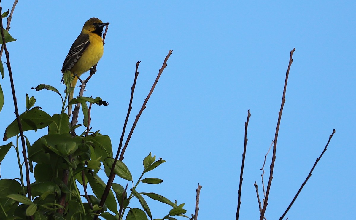 Orchard Oriole - ML619046608