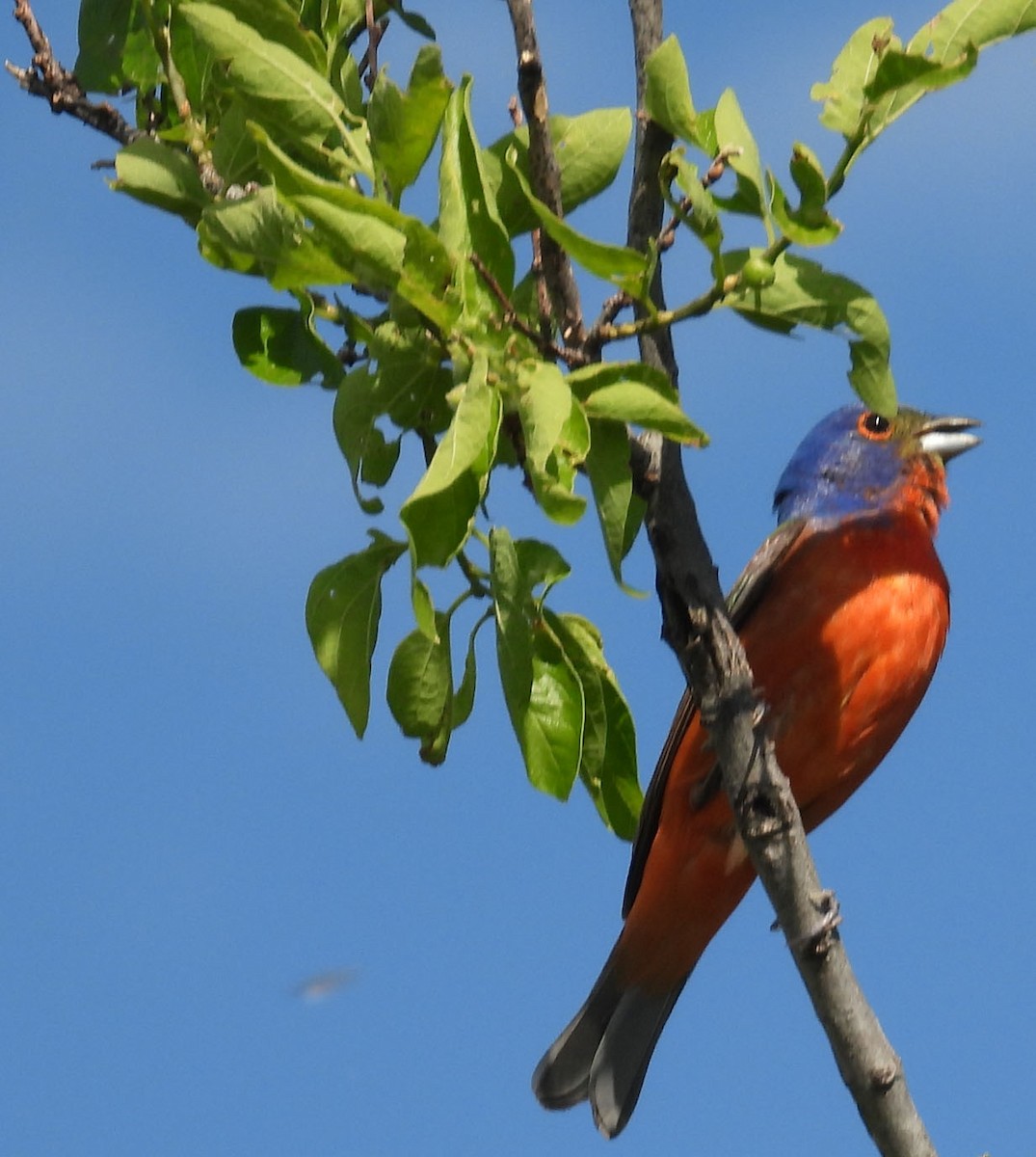 Painted Bunting - ML619046612