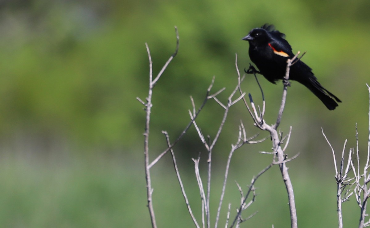 Red-winged Blackbird (Red-winged) - ML619046630