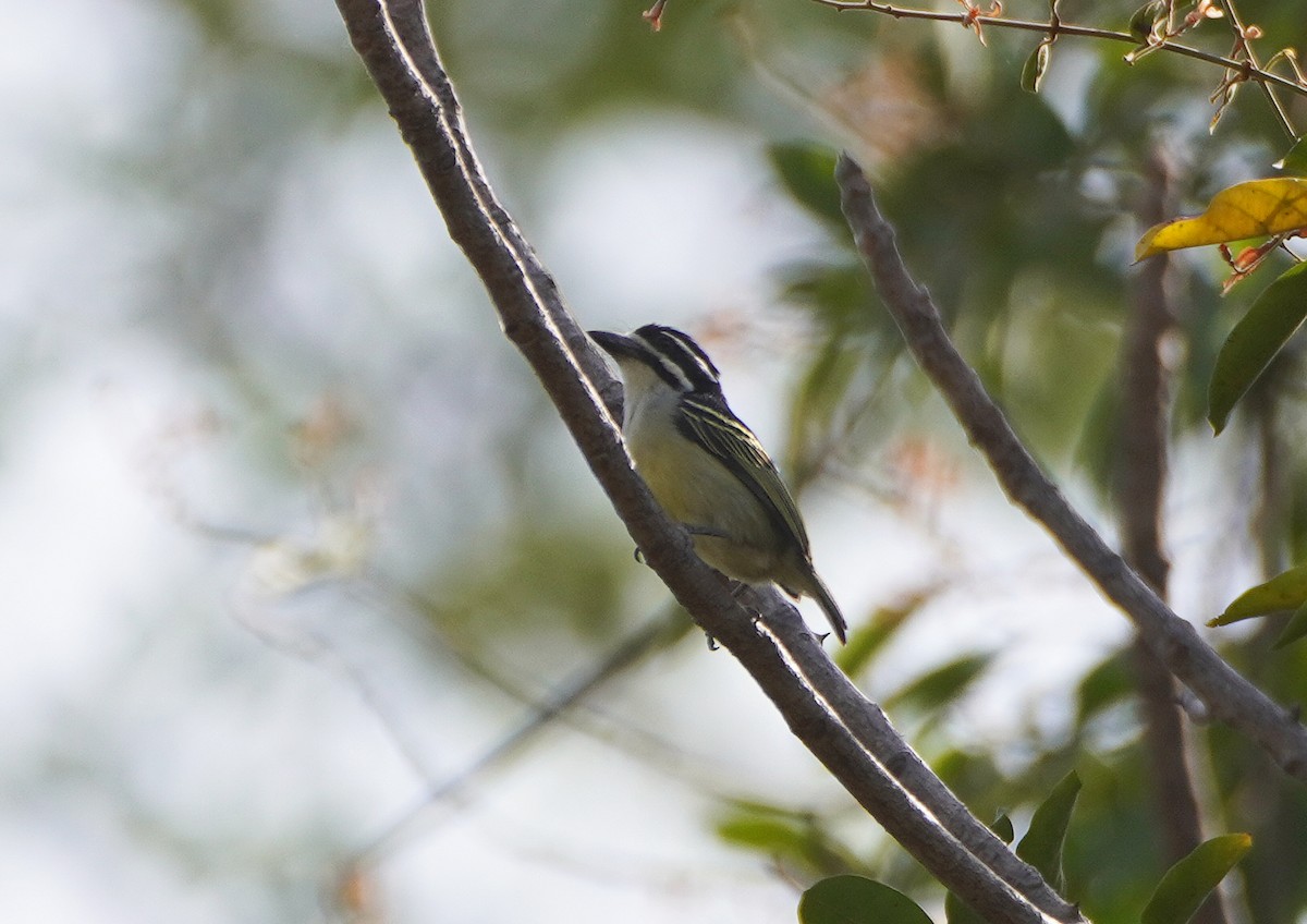 Yellow-rumped Tinkerbird - ML619046632