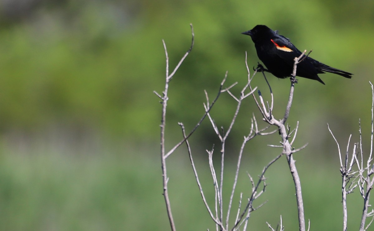 Red-winged Blackbird (Red-winged) - ML619046641