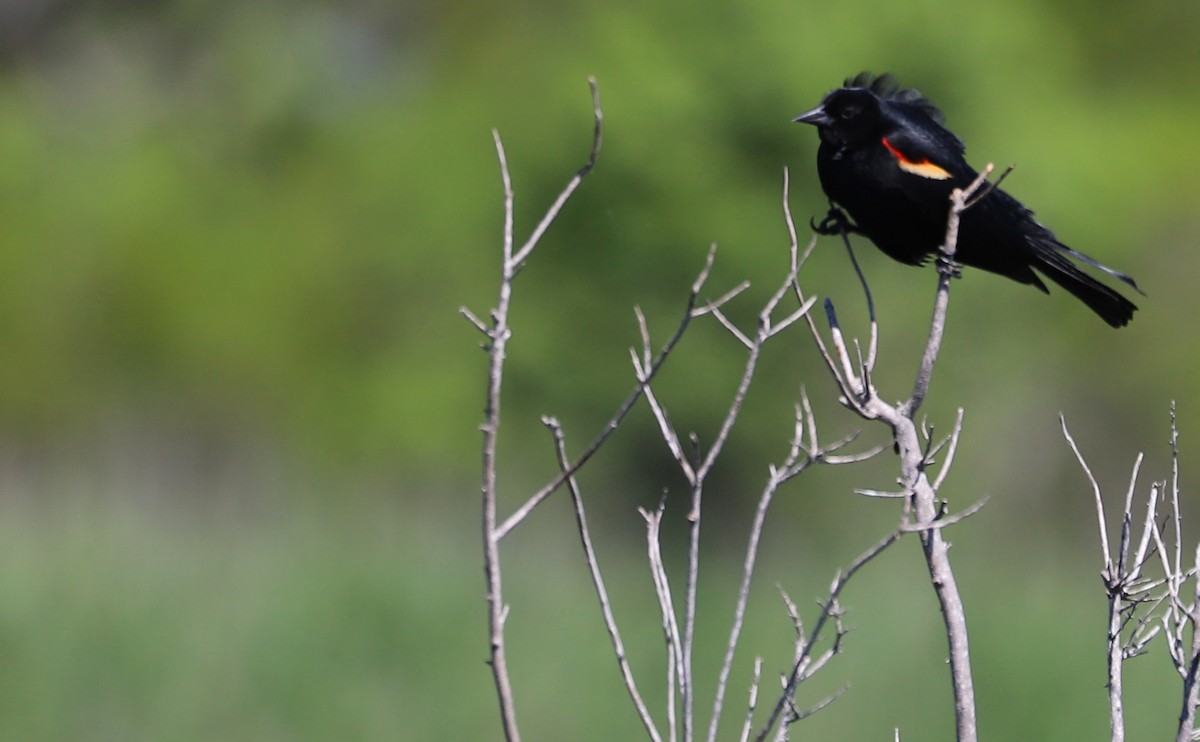 Red-winged Blackbird (Red-winged) - ML619046644