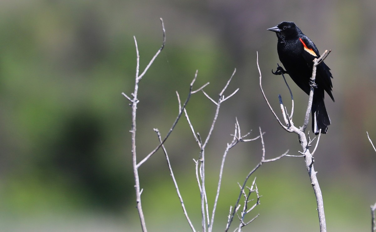 Red-winged Blackbird (Red-winged) - ML619046652