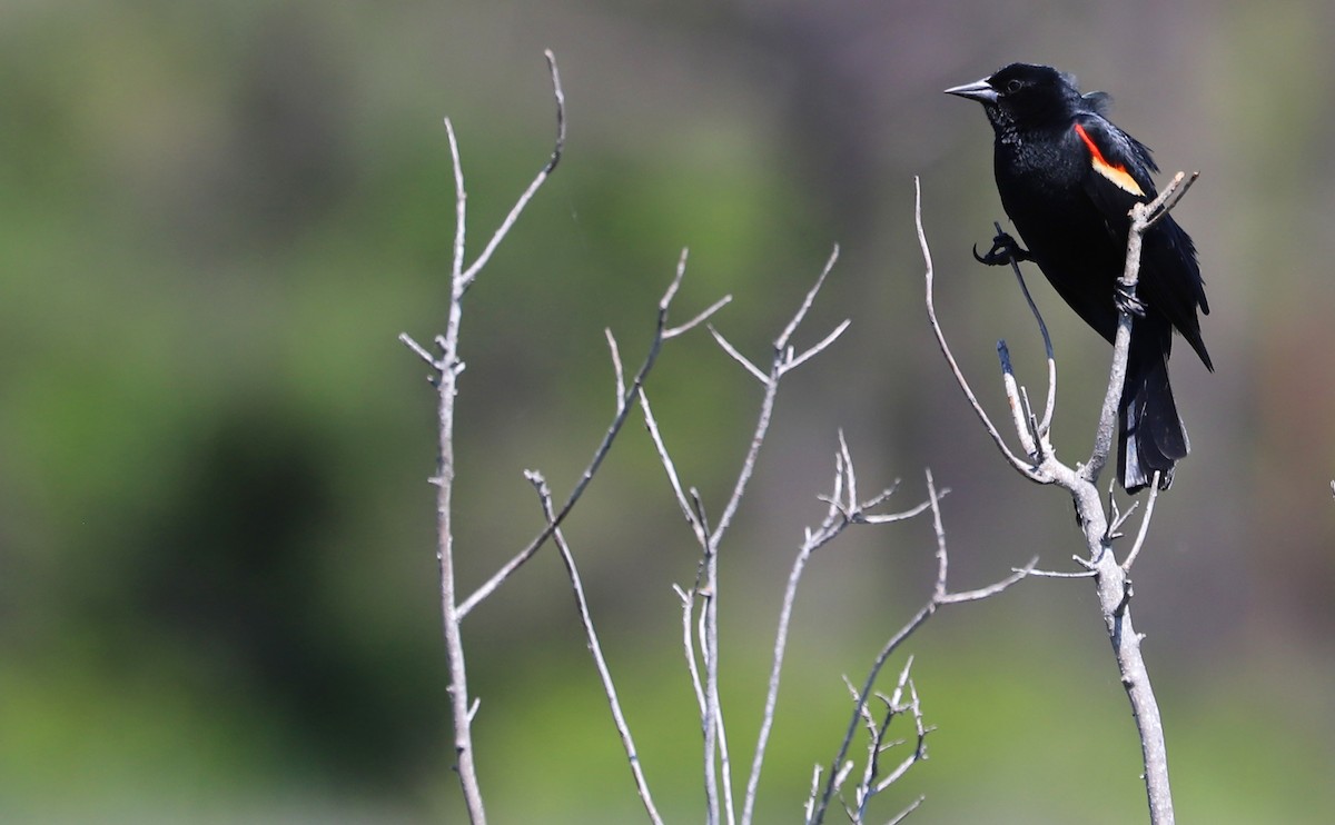 Red-winged Blackbird (Red-winged) - ML619046657