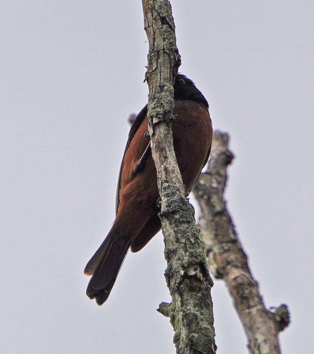 Orchard Oriole - ML619046661
