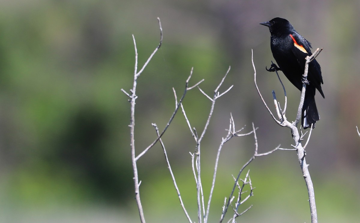 Red-winged Blackbird (Red-winged) - ML619046663