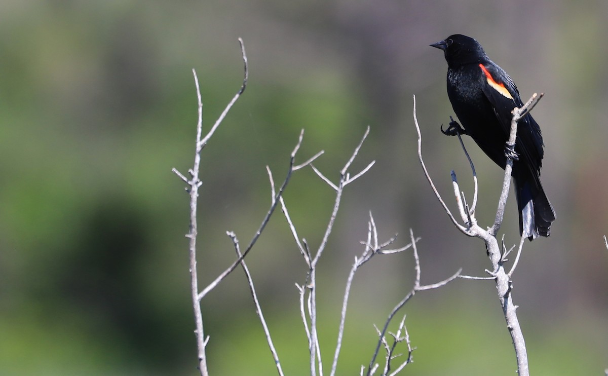Red-winged Blackbird (Red-winged) - ML619046671