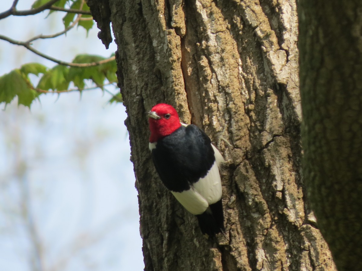 Red-headed Woodpecker - ML619046672