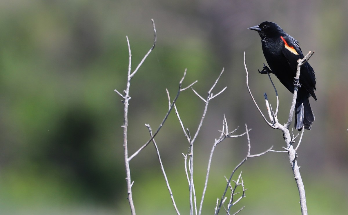 Red-winged Blackbird (Red-winged) - ML619046675