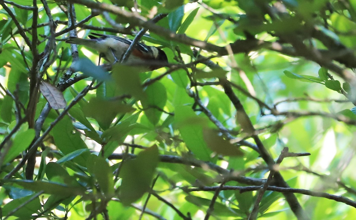 Bay-breasted Warbler - Rob Bielawski