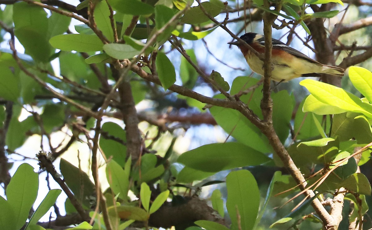 Bay-breasted Warbler - ML619046737