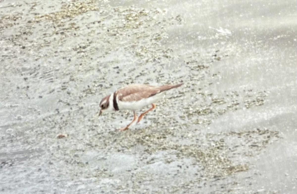 Semipalmated Plover - ML619046771