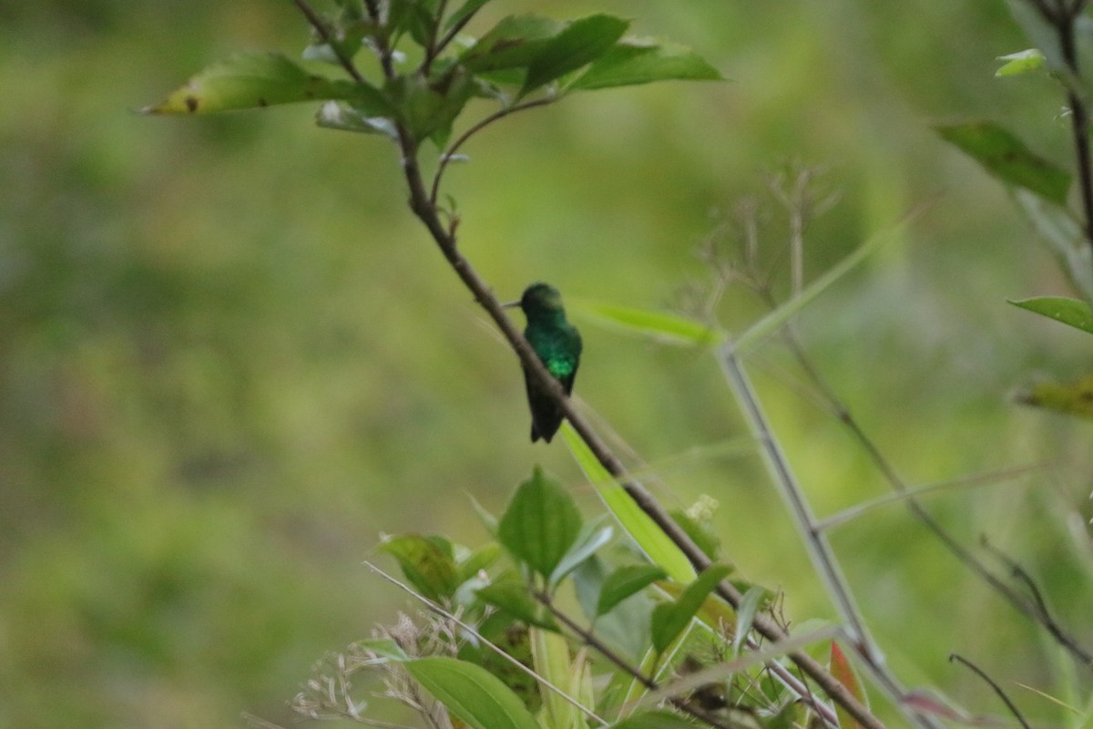 kolibřík blýskavý - ML619046835