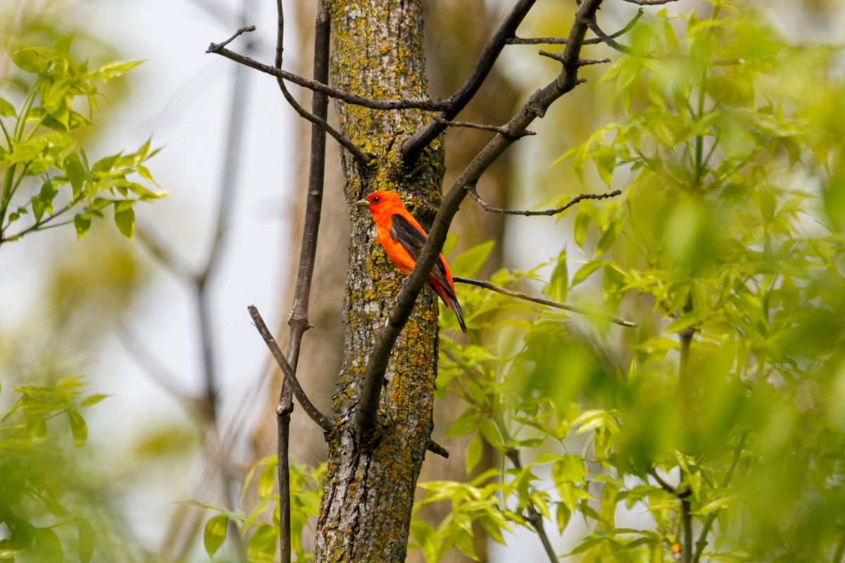 Scarlet Tanager - Maggie P