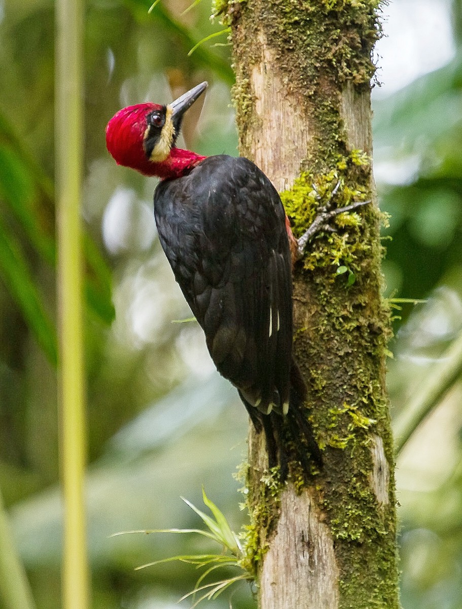Crimson-bellied Woodpecker - ML619046861
