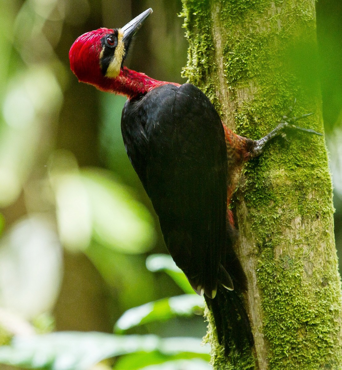 Crimson-bellied Woodpecker - ML619046862