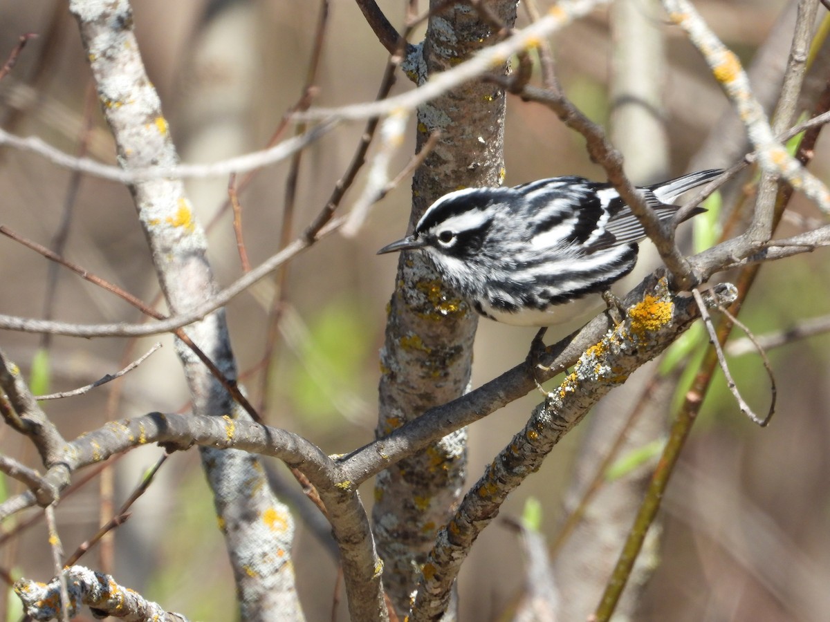Black-and-white Warbler - ML619046923