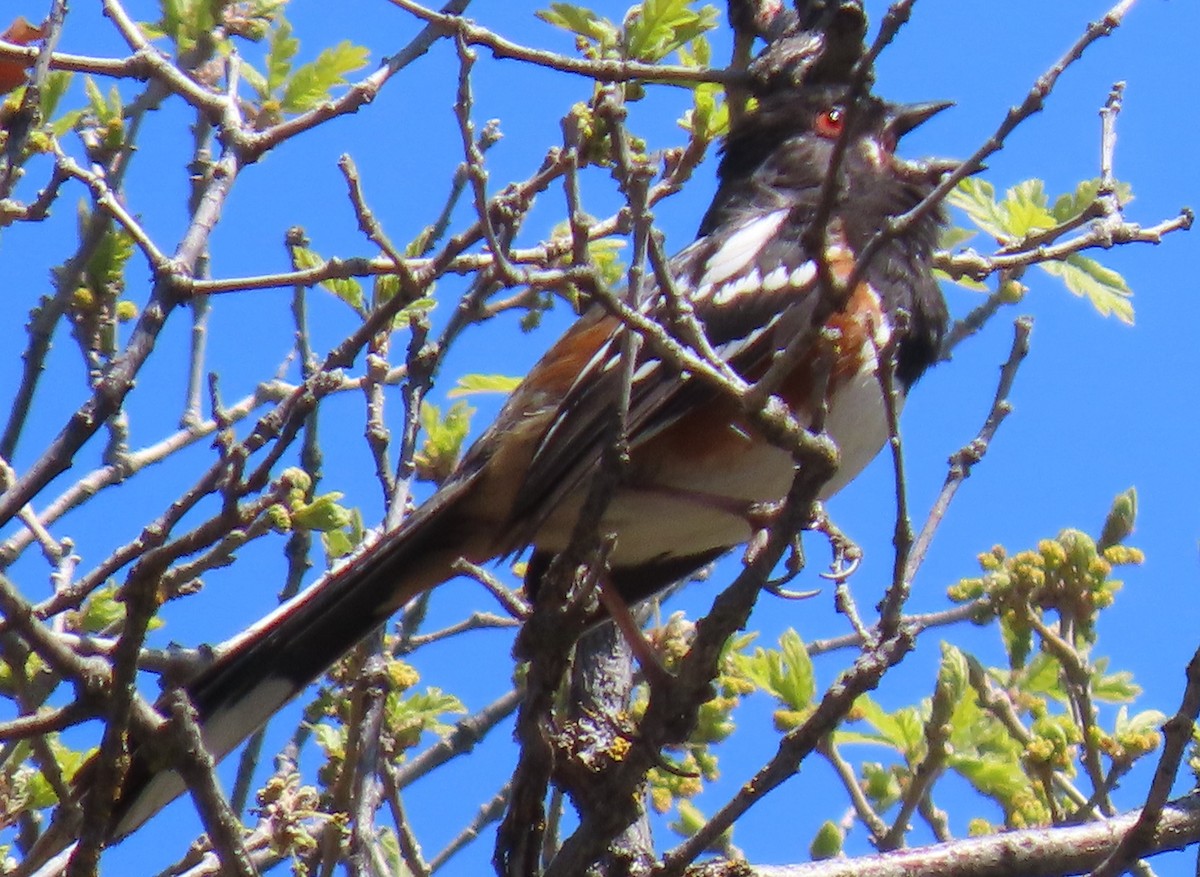 Spotted Towhee - ML619046962