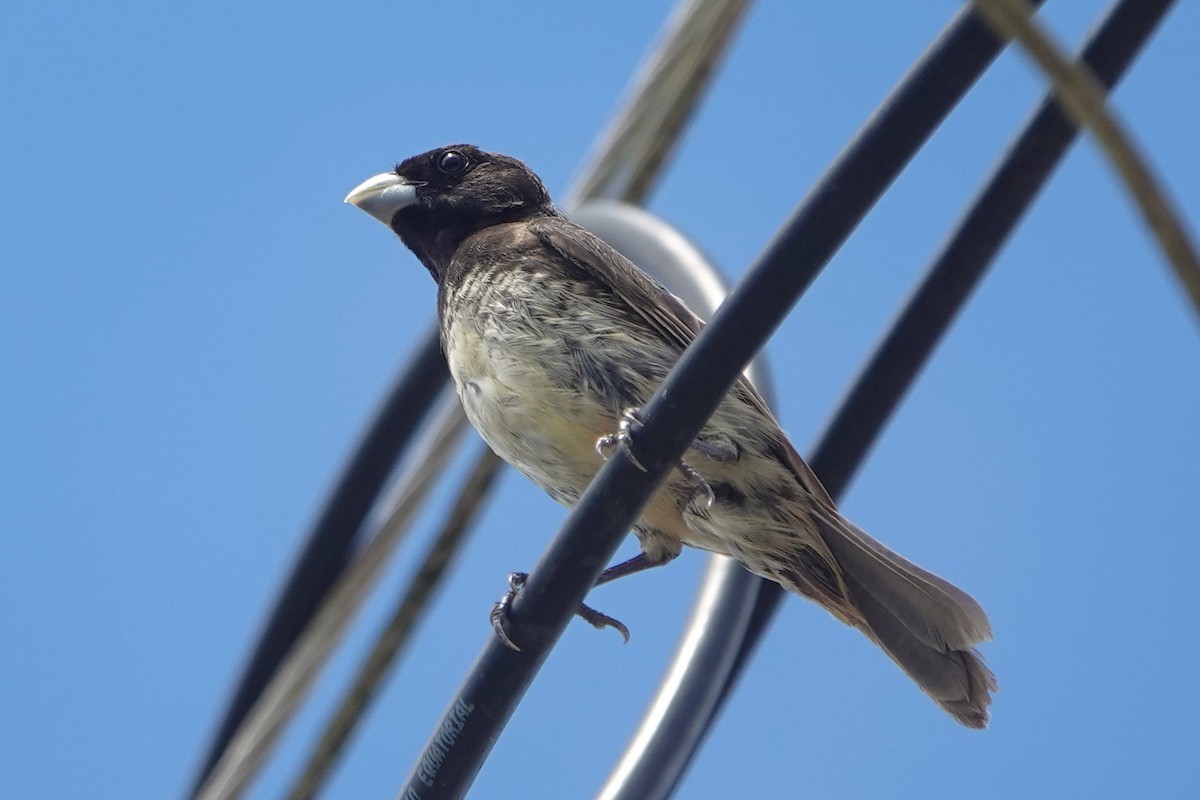 Yellow-bellied Seedeater - ML619046973