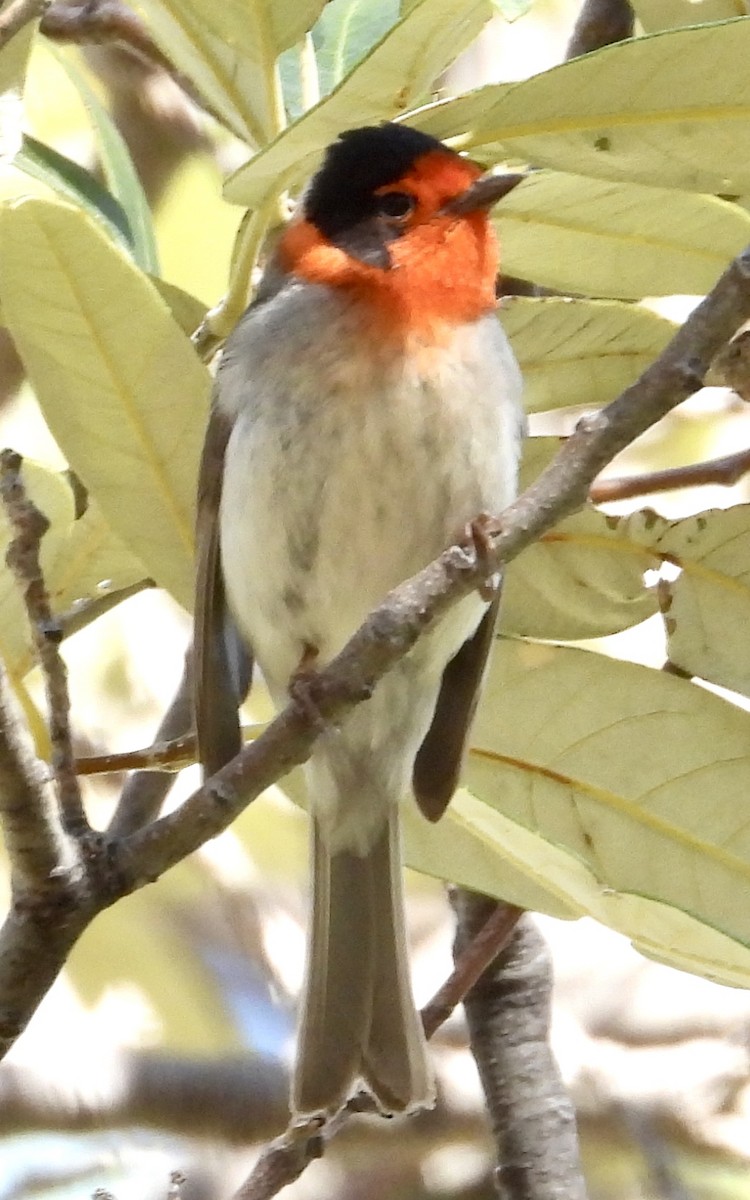 Red-faced Warbler - ML619046975