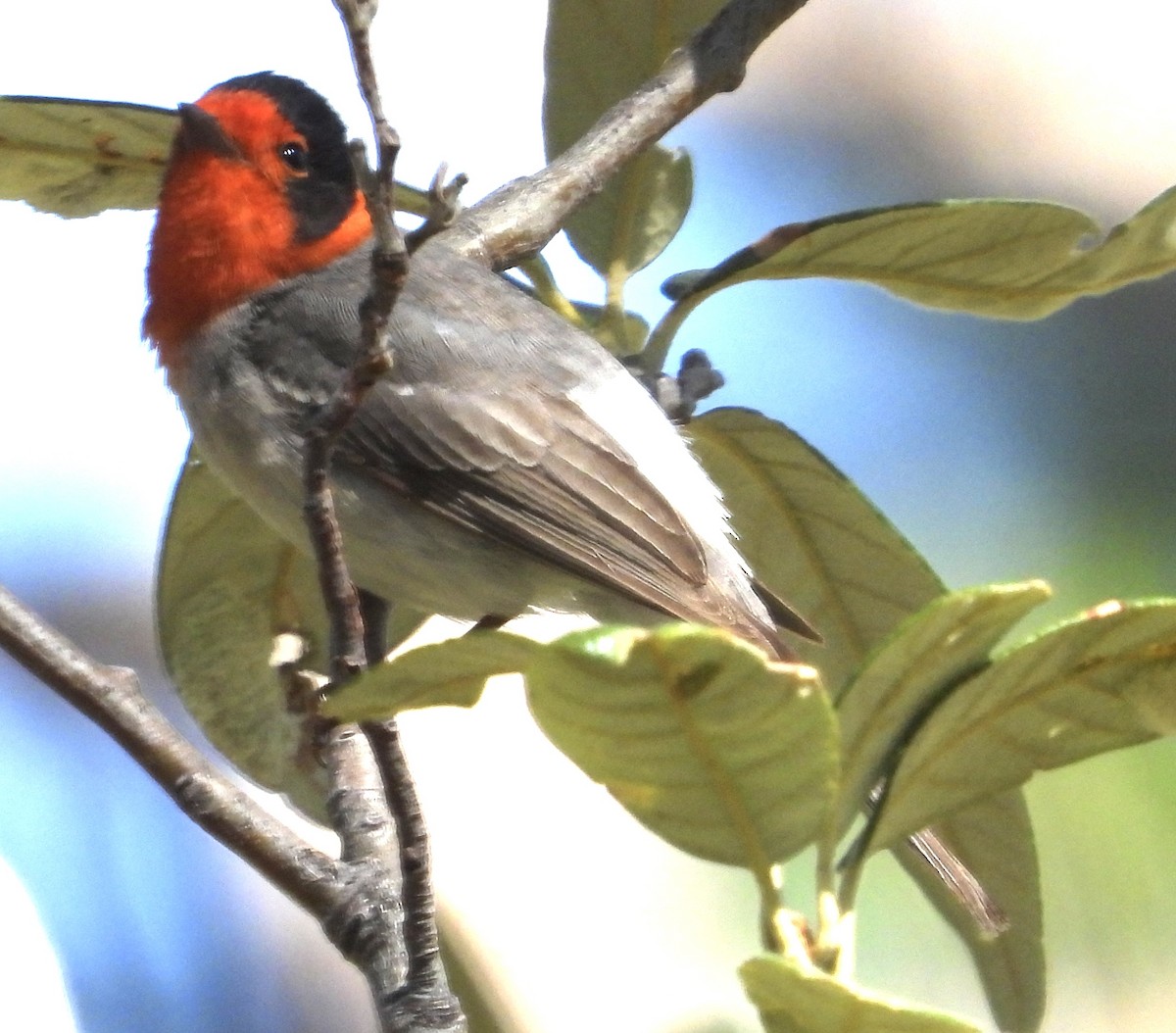 Red-faced Warbler - John Amoroso