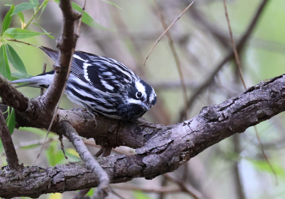 Black-and-white Warbler - ML619046990