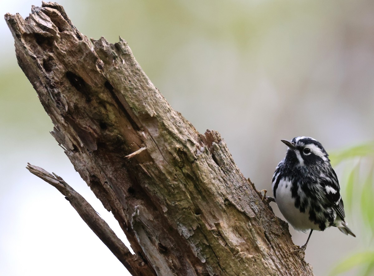 Black-and-white Warbler - ML619046992
