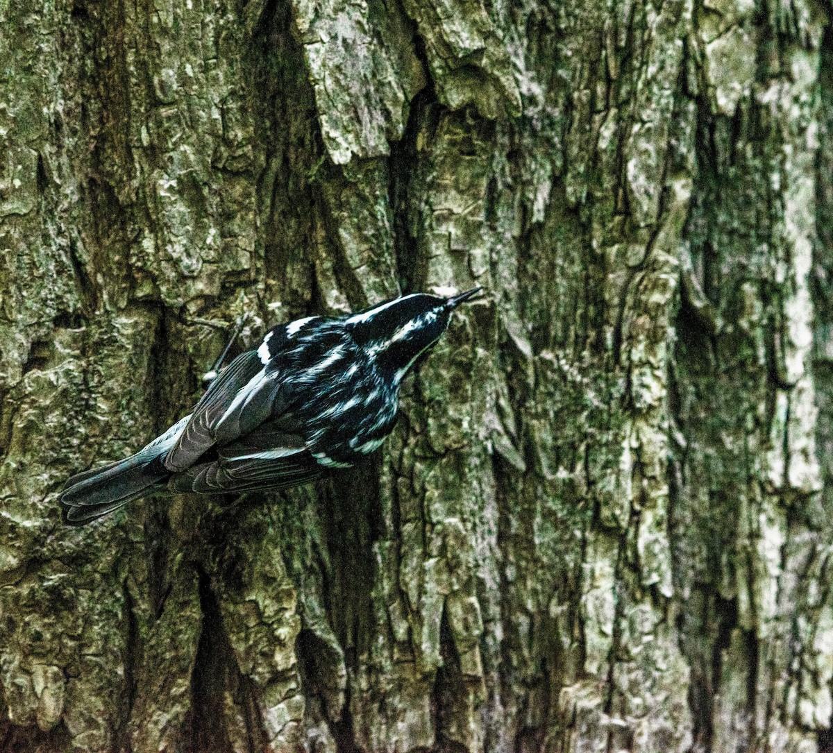 Black-and-white Warbler - ML619047018