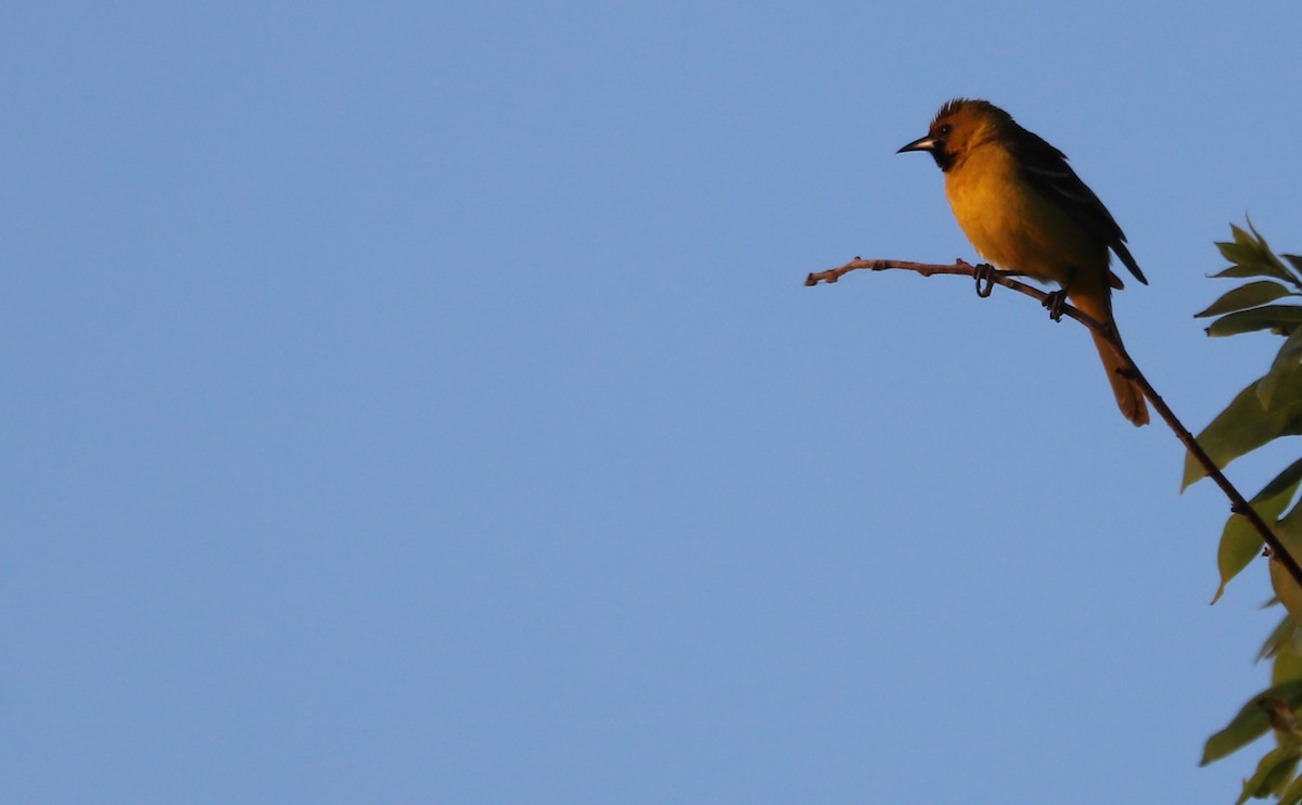 Orchard Oriole - ML619047034