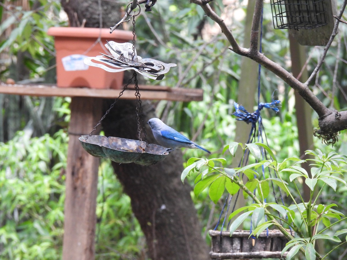Blue-gray Tanager - ML619047072