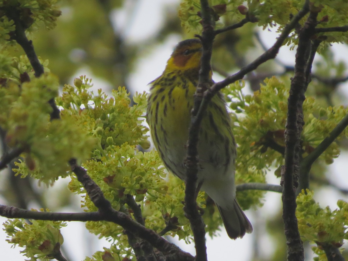 Cape May Warbler - ML619047083