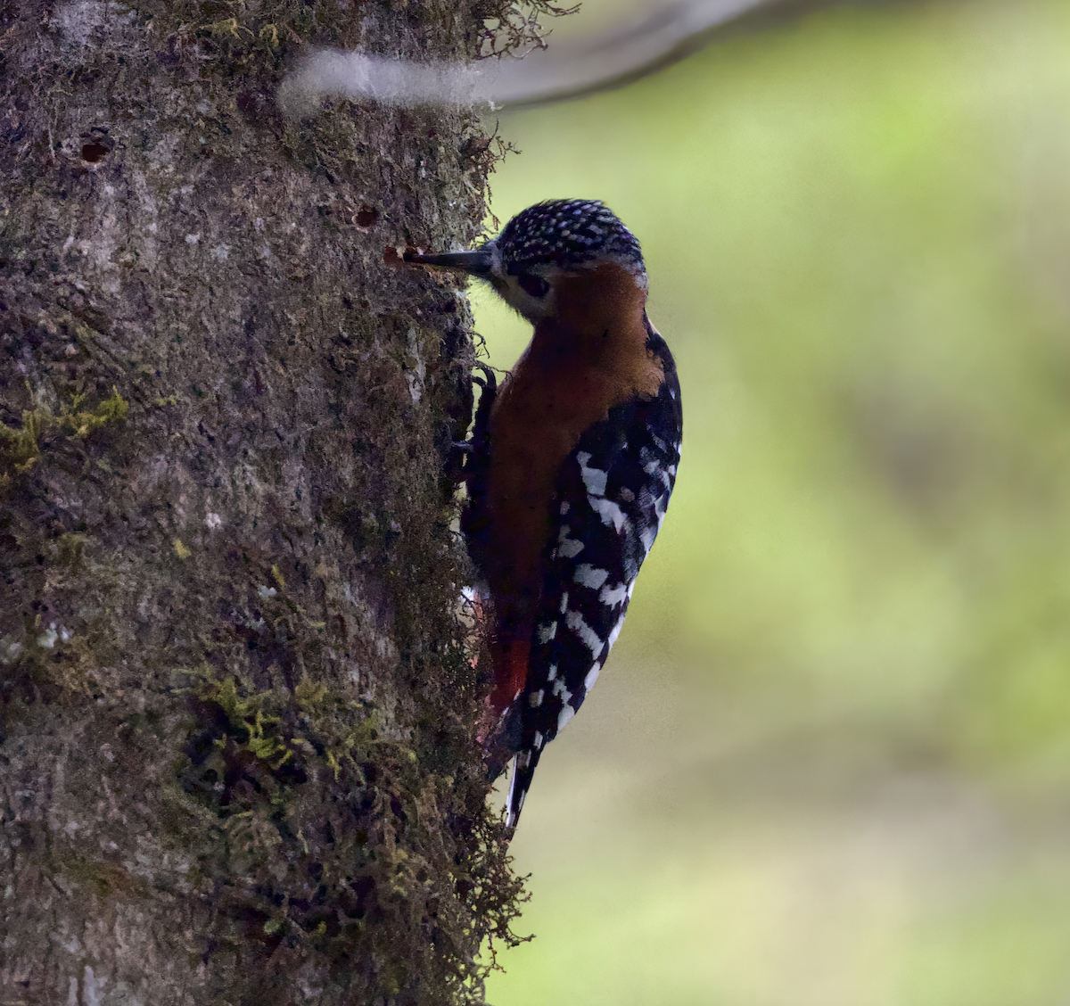 Rufous-bellied Woodpecker - ML619047143