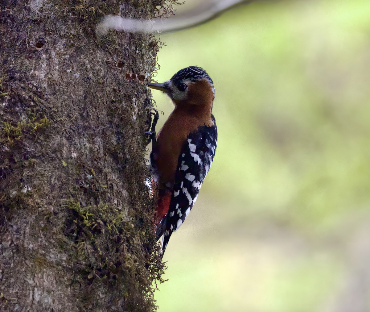 Rufous-bellied Woodpecker - ML619047144