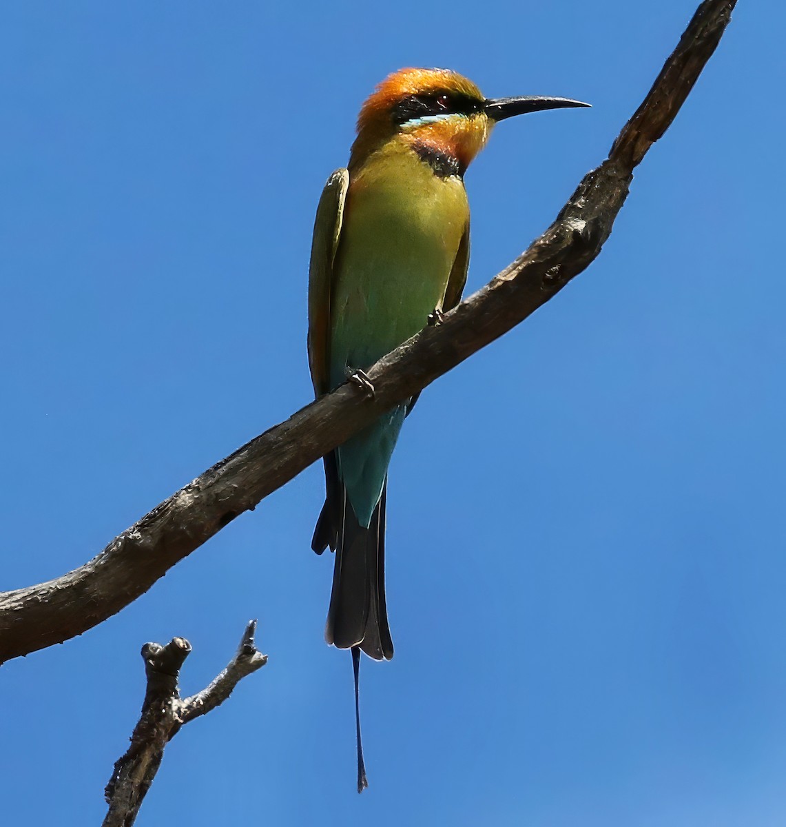 Rainbow Bee-eater - Constance Vigno