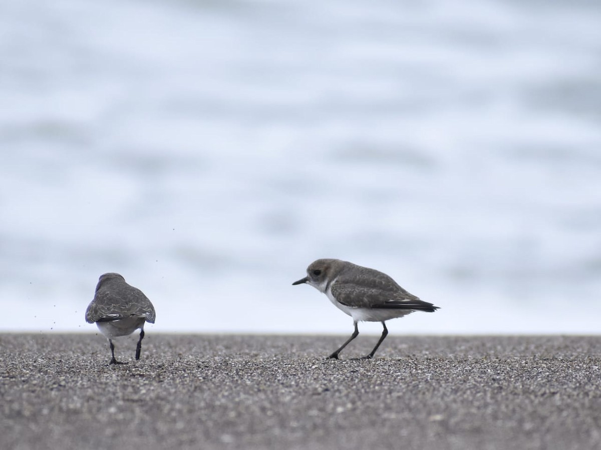 Two-banded Plover - ML619047197