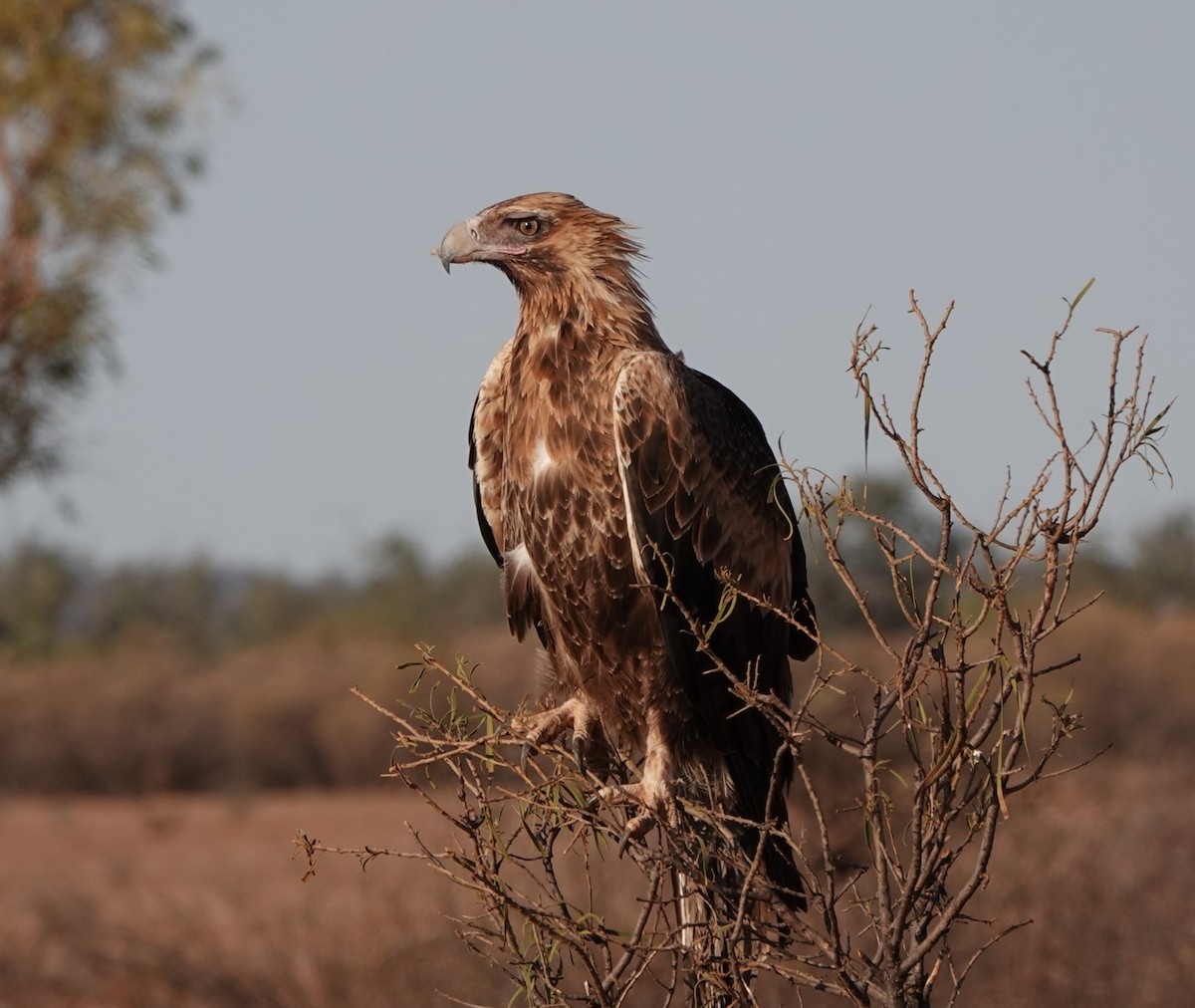 Wedge-tailed Eagle - ML619047198