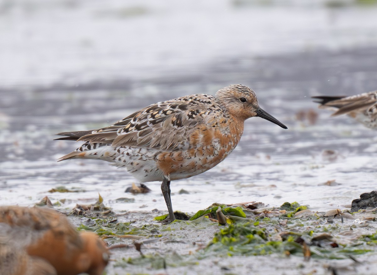 Red Knot - ML619047200