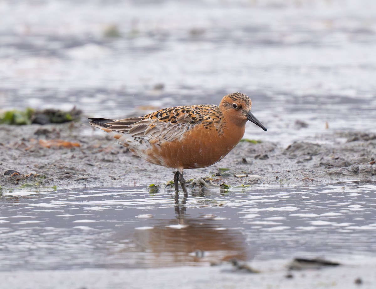 Red Knot - ML619047201