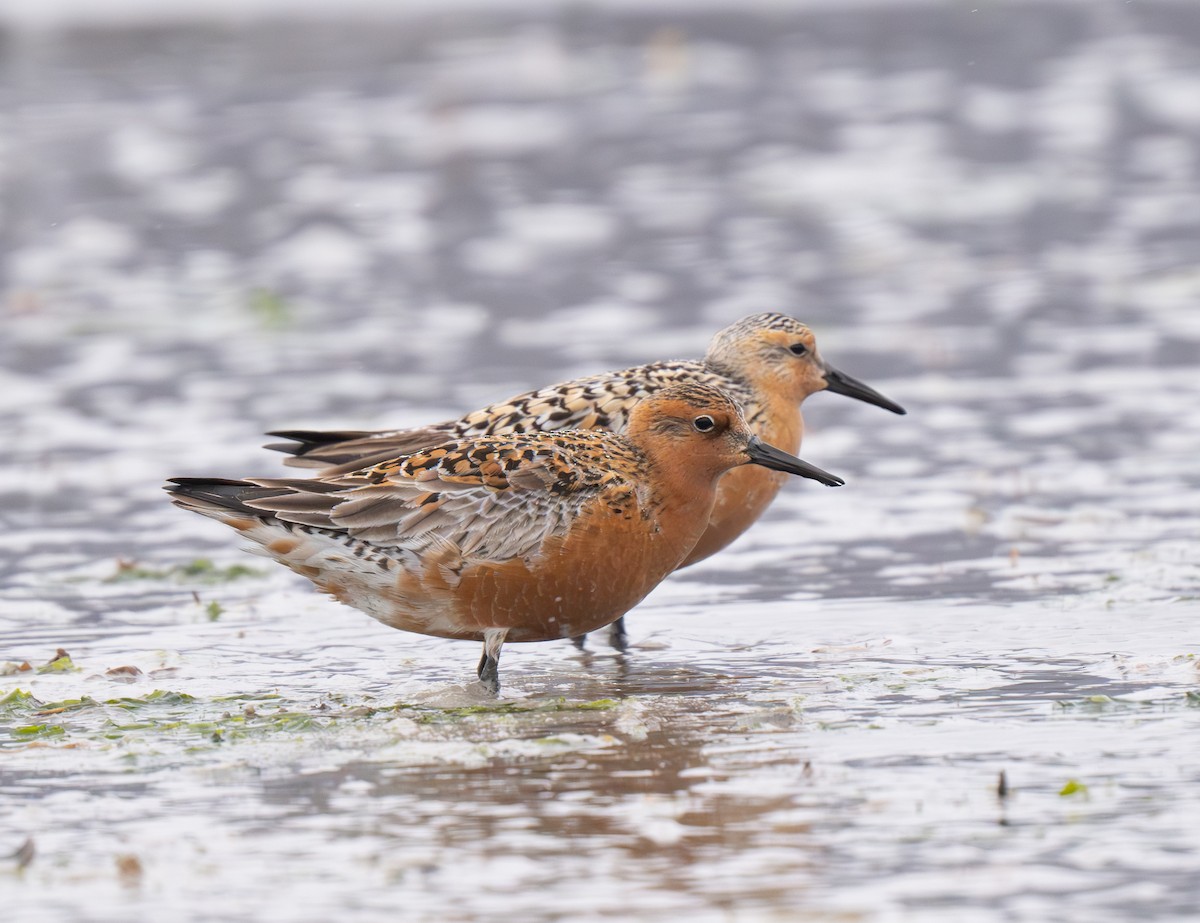 Red Knot - ML619047202